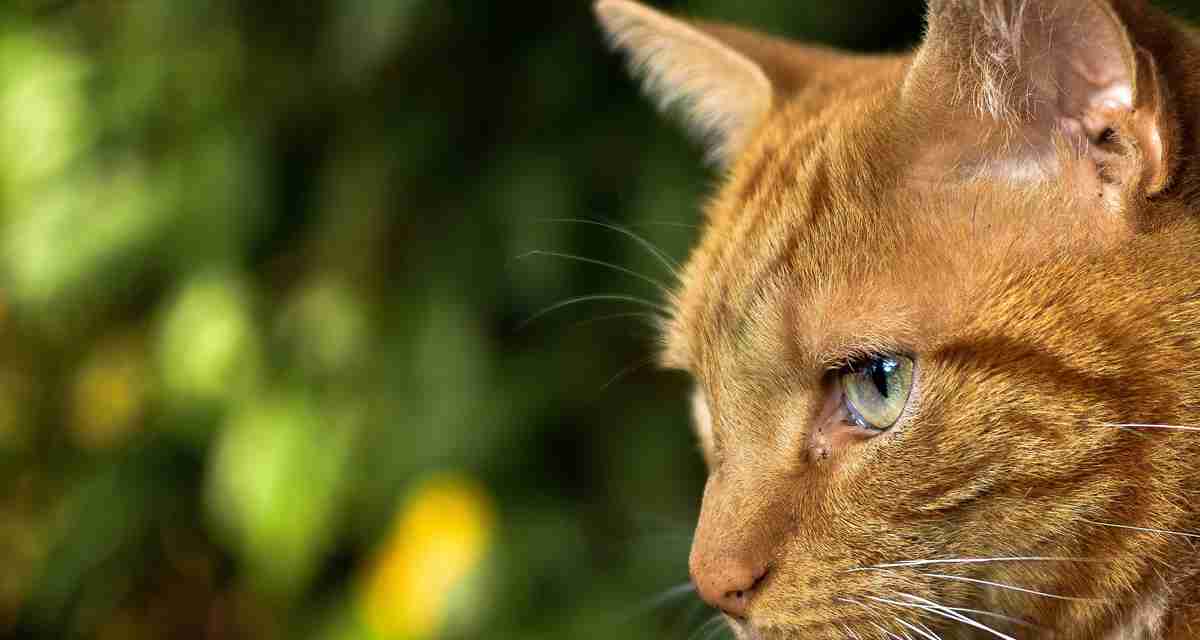 喵星人 大黄猫 一只猫咪