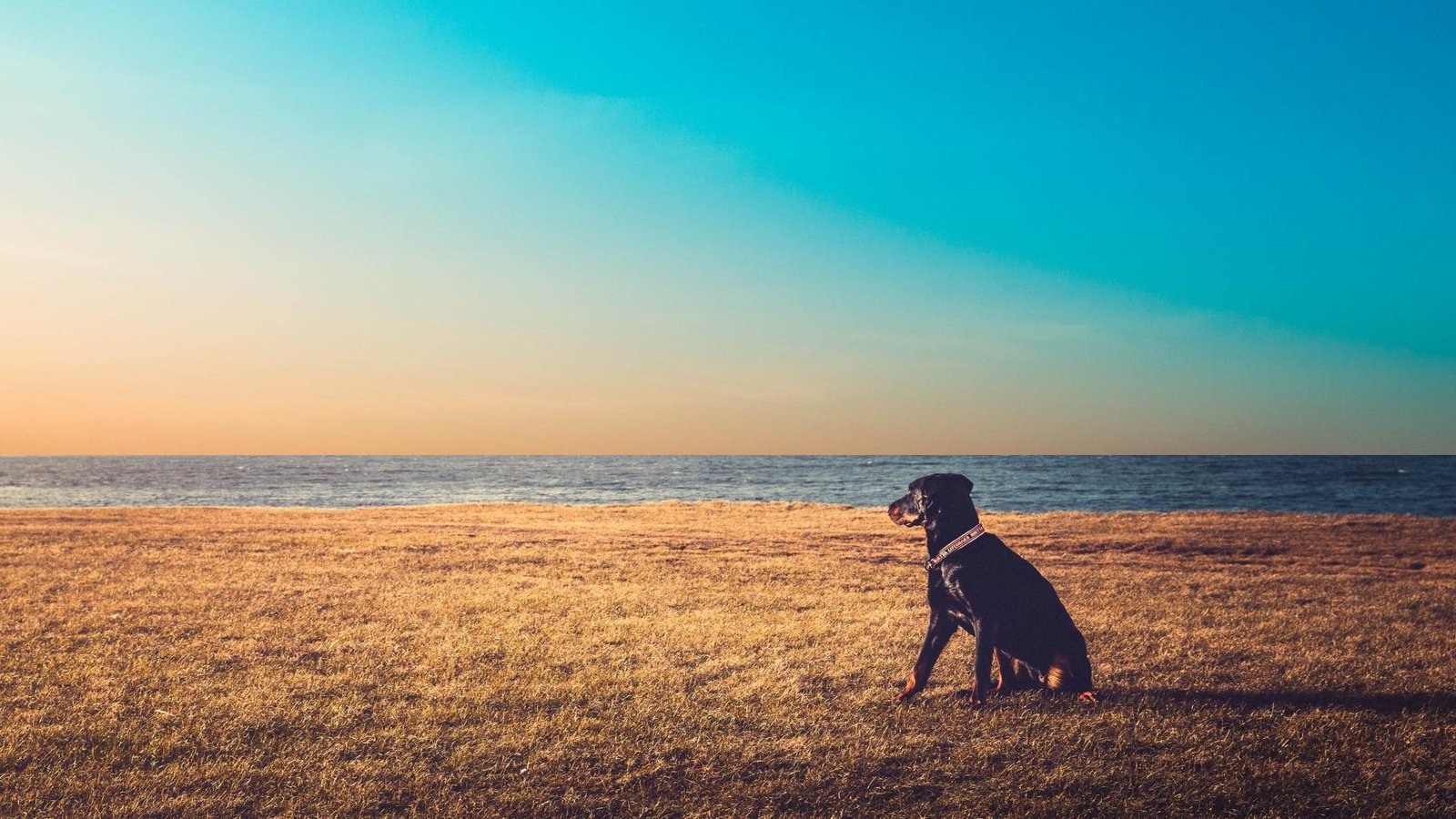 免费域名是什么梗?不会再信免费域名了