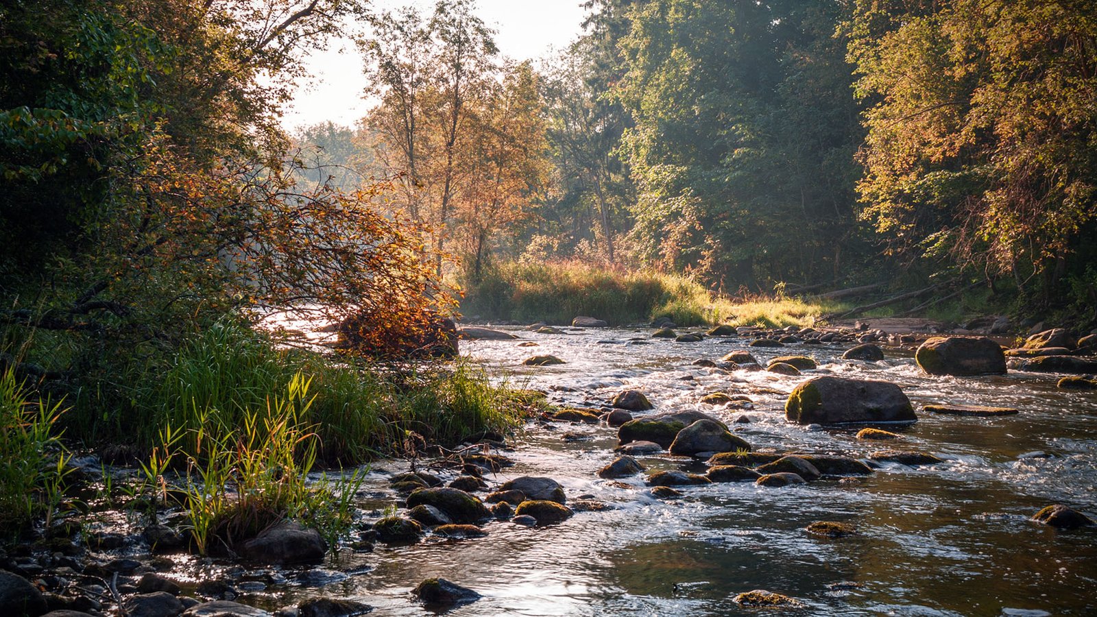 头条热搜榜:头条搜索不收录怎么办
