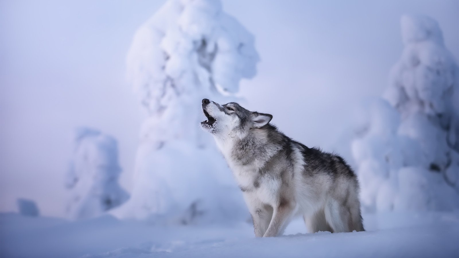 国内免费CDN有哪些?免费CDN加速服务网站推荐