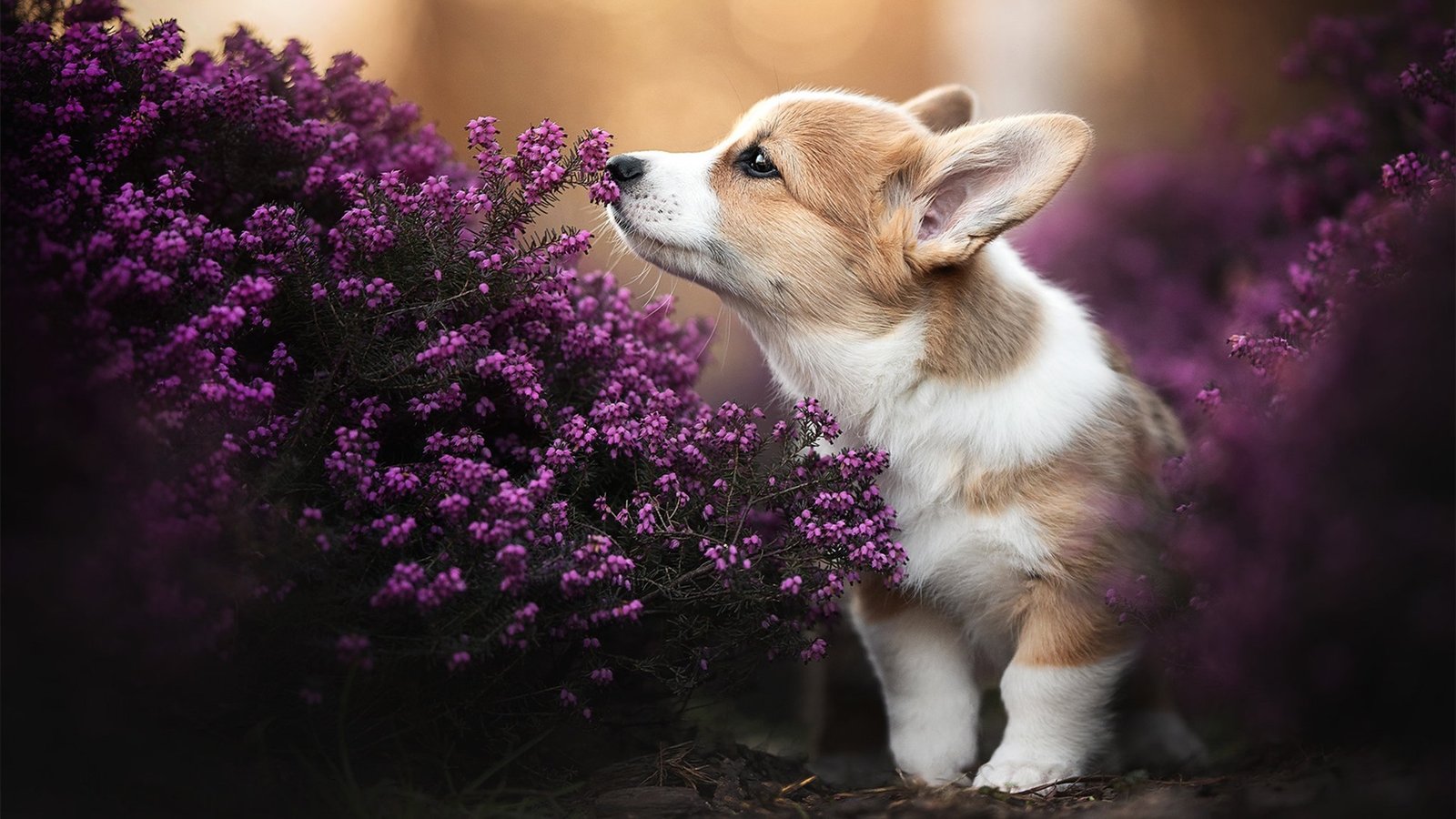 我用织梦做网站,先用织梦做博客,再用织梦做百科!