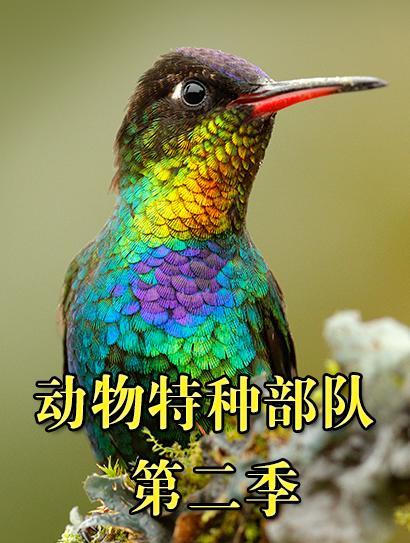 动物特种部队 第二季