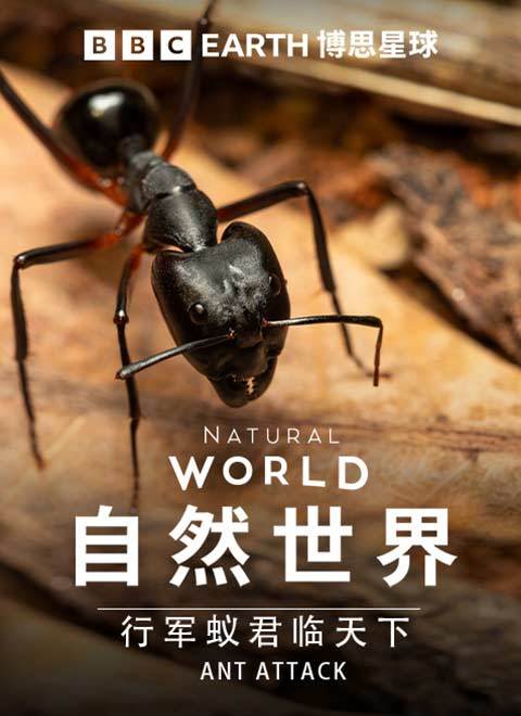 自然世界：行军蚁君临天下（Natural World Ant Attack）