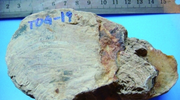 ľʯ Լ1.6