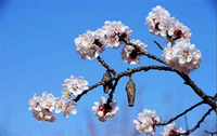 凤凰岭杏花节 祈愿“杏”福树