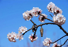 凤凰岭杏花节 祈愿“杏”福树