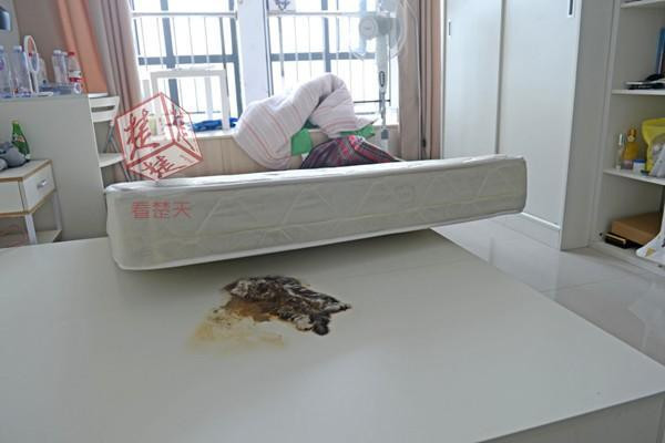 公寓床垫下发现死猫 猫尸体压成纸片又残忍又诡异【图】