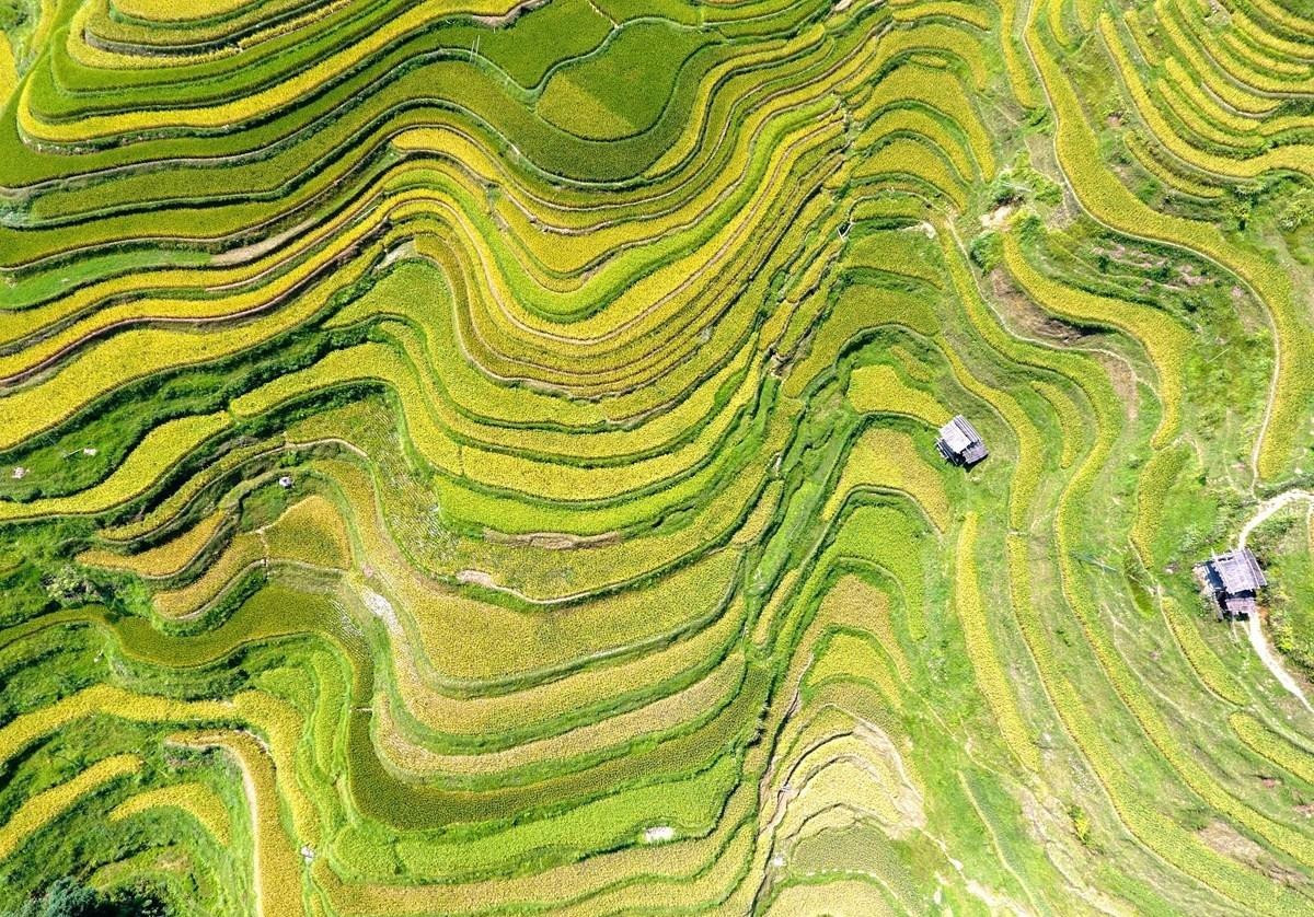 秋高气爽贵州稻谷染金,犹如一幅幅色彩斑斓的