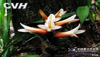 大花斑叶兰