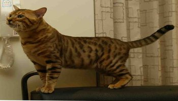 f1是第一代;是一只母的alc(亚洲豹纹猫)与一只公的『品系种猫』或其它