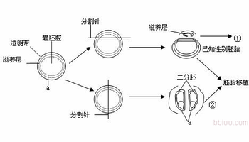 胚胎分割