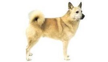 挪威布哈德犬