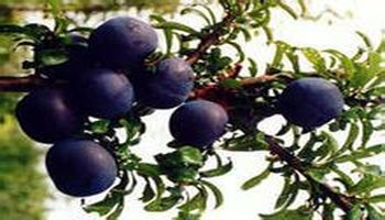 黑加仑,分类种名黑穗醛栗,别名黑豆果,哈萨克语卡拉哈特,属虎耳草科