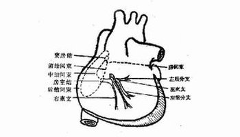 心脏传导系统