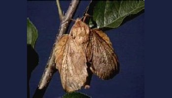 枯叶蛾科