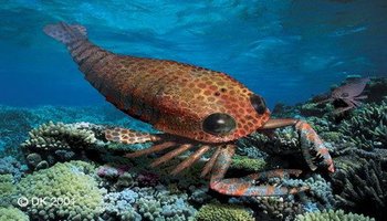 5~3米 亚纲:板足鲎亚纲(eurypterida) 类别:节肢动物 门:节肢动物门