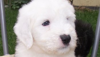 匈牙利牧羊犬