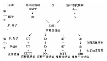 稳定遗传