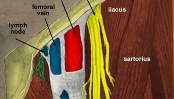 在三角的尖部,神经和血管呈前后一排,由前向后分别为:隐神经,股动脉
