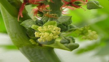 复雌蕊又称合生心皮雌蕊,由两个或两个以上心皮联合形成,其中子房合生