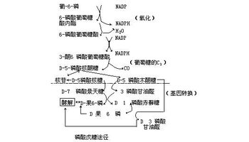 糖酵解途径