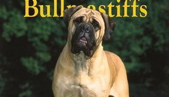 马氏提夫犬