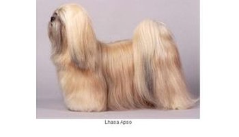 拉萨阿普索犬