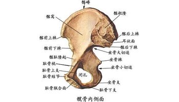 下肢带骨