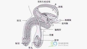 射精管(ejaculatoryducl)左右成对,是由输精管壶腹在前列腺的后上方与