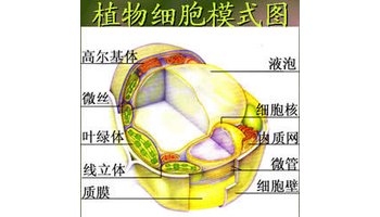 原生质体