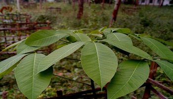 【别名】三叶橡胶树,巴西橡胶树