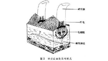 侧线器官