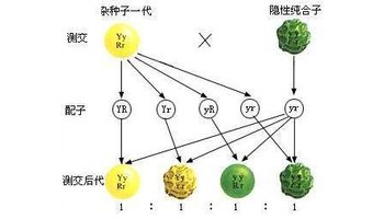 基因自由组合定律