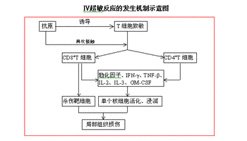 迟发型超敏反应