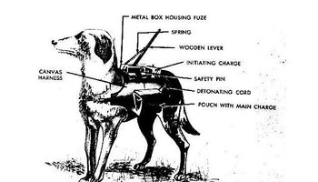 反坦克犬