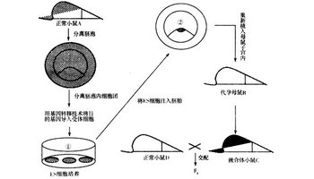 嵌合体免疫学上的涵义则指一个机体身上有两种或两种以上染色体组成不