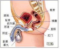 尿道球腺