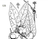 00 1 简介 编辑本段 九牛子 此药为彭科植物酸模(rumex acetosa)的根