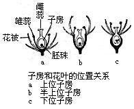 子房