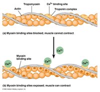 原肌球蛋白(tropomyosin, tm)是细肌丝中与肌动蛋白的结合蛋白,分子