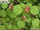 root-barkofchinesehydrangeavine    钻地风   别名:追地枫,桐叶藤