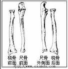 基本介绍 由肱尺,肱桡和桡尺近侧三组关节包于一个关节囊内构成