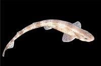 虎纹猫鲨-360百科