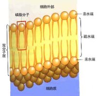 组成细胞膜的磷脂分子和蛋白质分子大都是可以运动的,这种结构特点