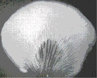 孢子印