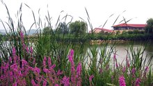 昌乐县桂河湿地公园
