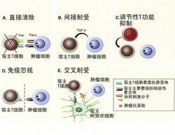 获得性免疫耐受_360百科