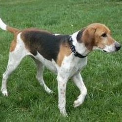 美国猎狐犬_360百科