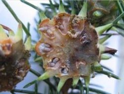 落叶松球蚜_360百科