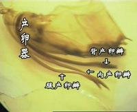 昆虫<em>外生殖</em>器_360百科